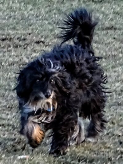 Dog park - Eastlake, OH