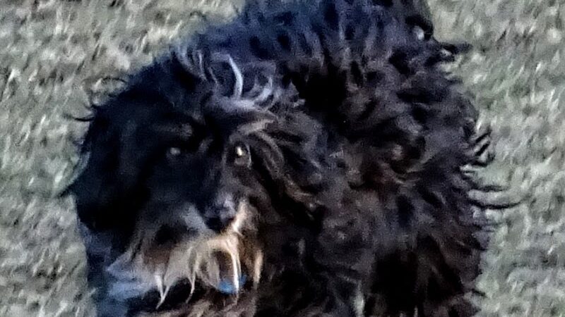 Dog park - Eastlake, OH