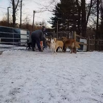Easton Dog Park - Easton, CT