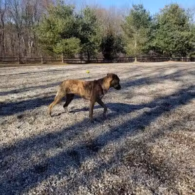 Easton Dog Park - Easton, CT