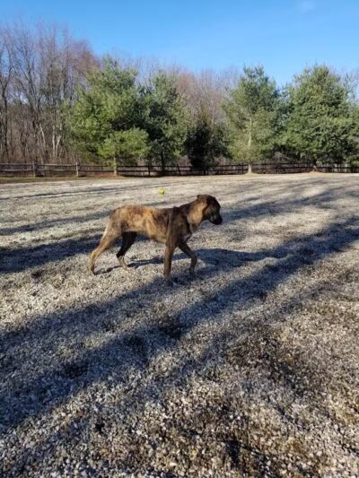 Easton Dog Park - Easton, CT