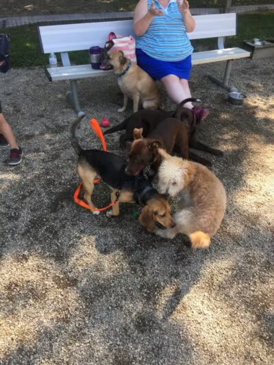 Easton Dog Park - Easton, CT