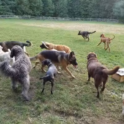 Easton Dog Park - Easton, CT