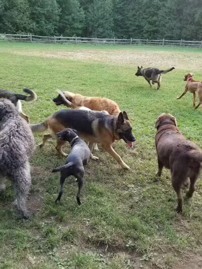 Easton Dog Park - Easton, CT