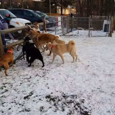 Easton Dog Park - Easton, CT