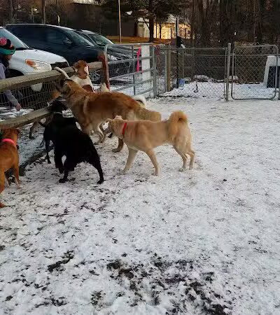 Easton Dog Park - Easton, CT