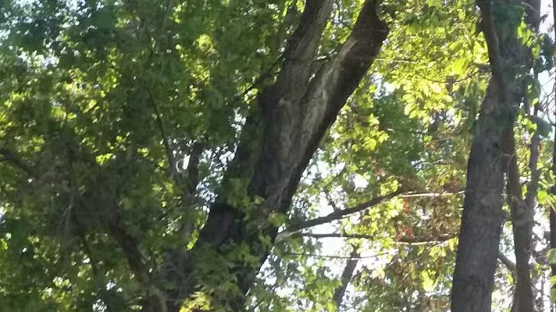 Martin Creek Dog Park - Edgerton, KS