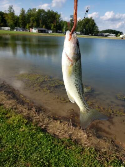 Kimpels Hickory Acres - Edgerton, OH