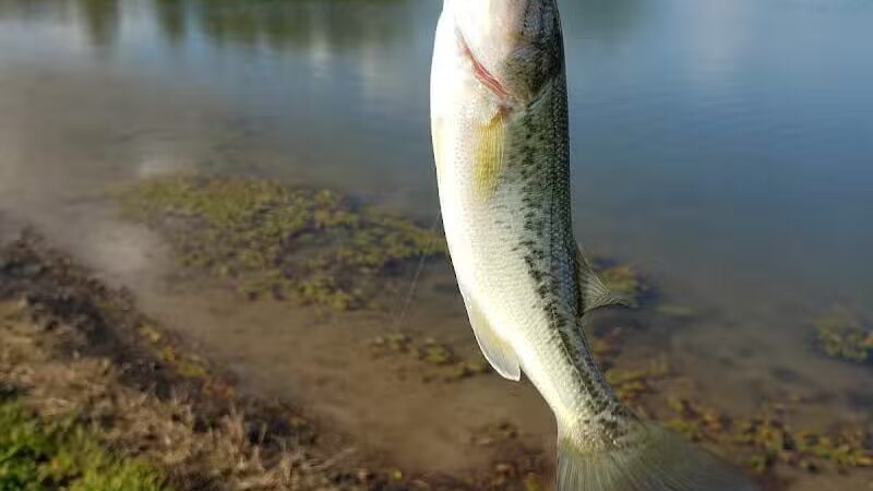 Kimpels Hickory Acres - Edgerton, OH