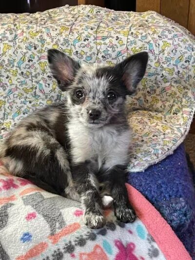 Edgerton Dog Park - Edgerton, WI