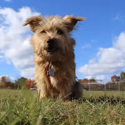 Edison-Metuchen Community Dog Park - Edison, NJ