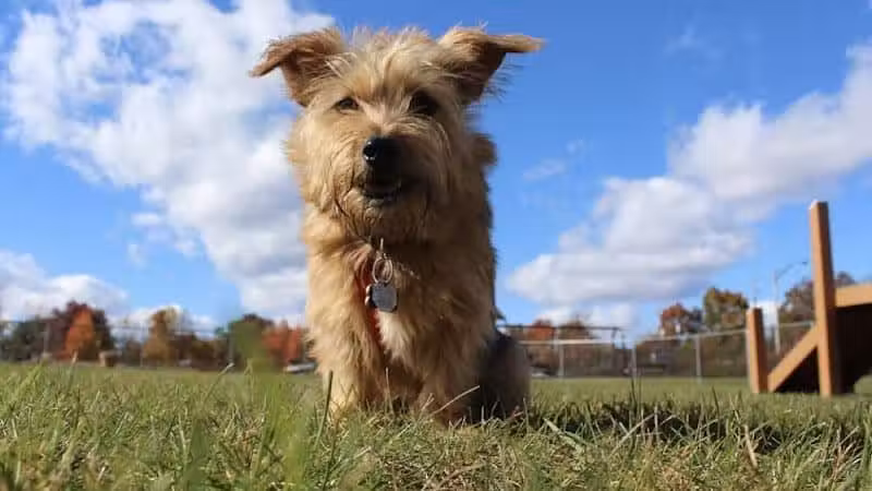 Edison-Metuchen Community Dog Park - Edison, NJ