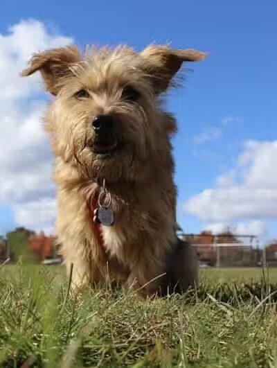 Edison-Metuchen Community Dog Park - Edison, NJ