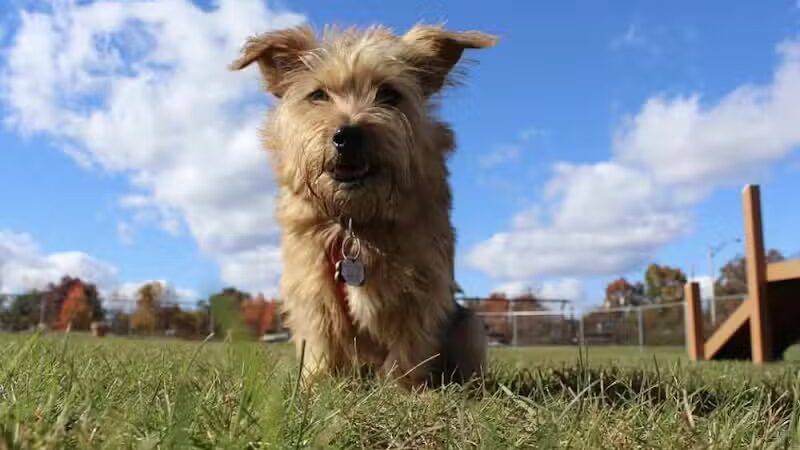 Edison-Metuchen Community Dog Park - Edison, NJ