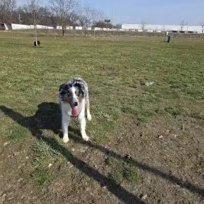 Edison-Metuchen Community Dog Park - Edison, NJ