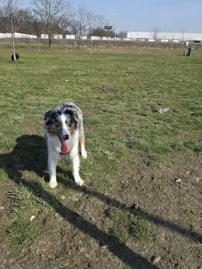 Edison-Metuchen Community Dog Park - Edison, NJ