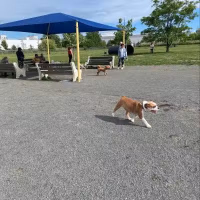 Edison-Metuchen Community Dog Park - Edison, NJ