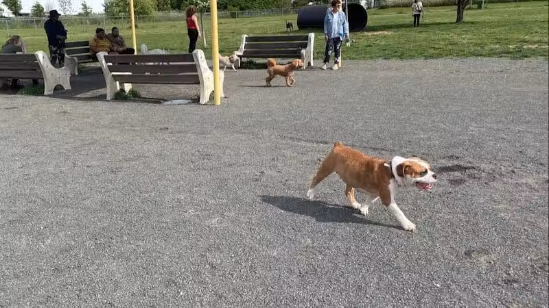 Edison-Metuchen Community Dog Park - Edison, NJ