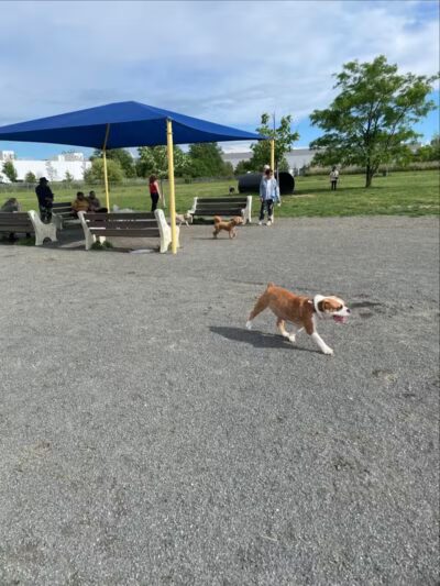 Edison-Metuchen Community Dog Park - Edison, NJ