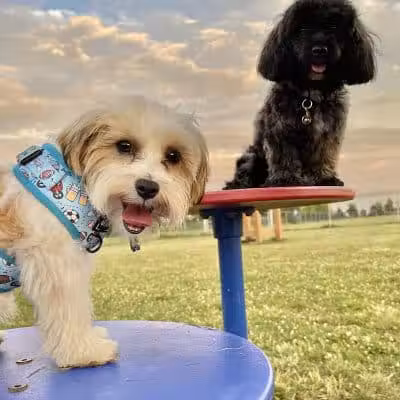 Edison-Metuchen Community Dog Park - Edison, NJ