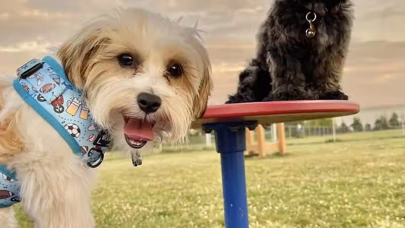 Edison-Metuchen Community Dog Park - Edison, NJ