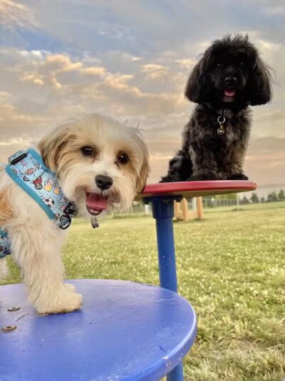 Edison-Metuchen Community Dog Park - Edison, NJ