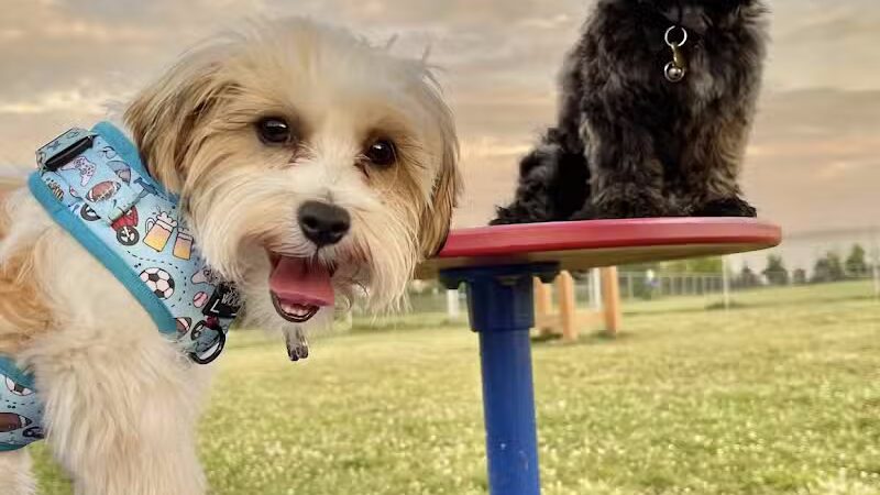 Edison-Metuchen Community Dog Park - Edison, NJ