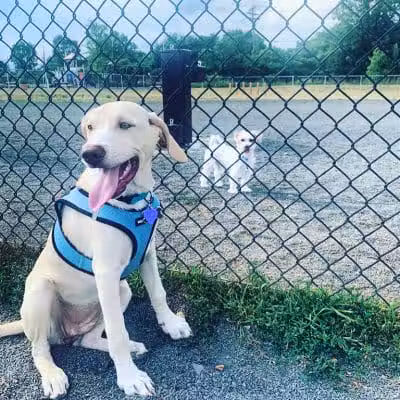 Edison-Metuchen Community Dog Park - Edison, NJ