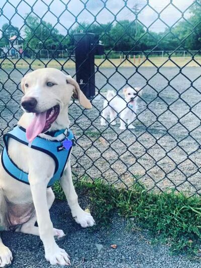 Edison-Metuchen Community Dog Park - Edison, NJ