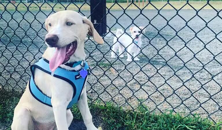 Edison-Metuchen Community Dog Park - Edison, NJ