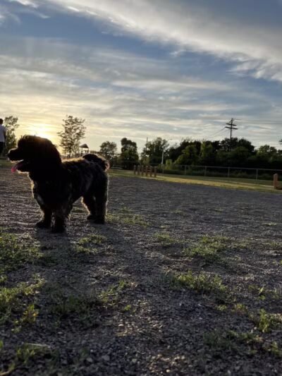 Edison-Metuchen Community Dog Park - Edison, NJ