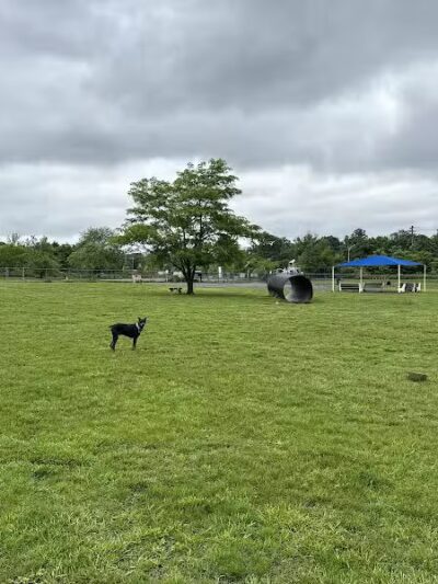 Edison-Metuchen Community Dog Park - Edison, NJ