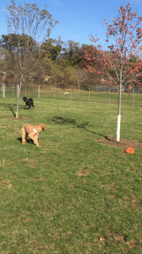 Edison-Metuchen Community Dog Park - Edison, NJ