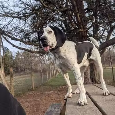 Mingo Creek Dog Park - Eighty Four, PA