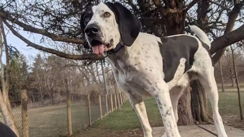 Mingo Creek Dog Park - Eighty Four, PA