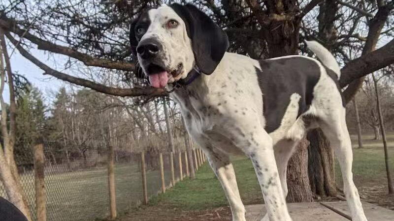 Mingo Creek Dog Park - Eighty Four, PA