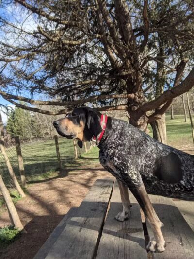 Mingo Creek Dog Park - Eighty Four, PA