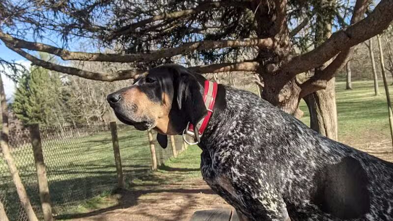 Mingo Creek Dog Park - Eighty Four, PA