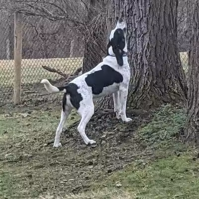 Mingo Creek Dog Park - Eighty Four, PA