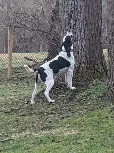Mingo Creek Dog Park - Eighty Four, PA