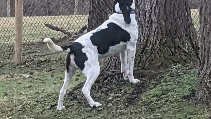 Mingo Creek Dog Park - Eighty Four, PA