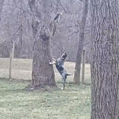 Mingo Creek Dog Park - Eighty Four, PA