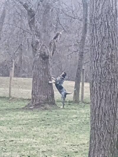 Mingo Creek Dog Park - Eighty Four, PA