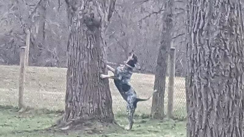 Mingo Creek Dog Park - Eighty Four, PA