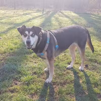 Mingo Creek Dog Park - Eighty Four, PA