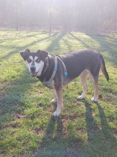 Mingo Creek Dog Park - Eighty Four, PA