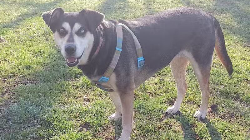 Mingo Creek Dog Park - Eighty Four, PA