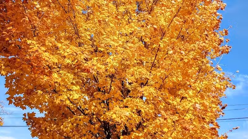 Ory Park - Elmore, OH