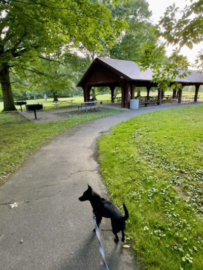 Black River Reservation Bur Oak - Elyria, OH