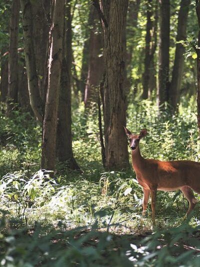 Black River Reservation Bur Oak - Elyria, OH